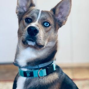 Meet your Posher, Savannah